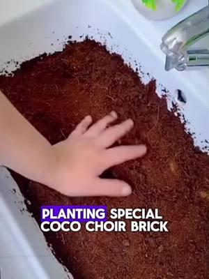 🌱 Transform your garden with Coconut Coir Bricks! 🏡 Perfect for plants, herbs, and veggies – eco-friendly, sustainable, and easy to use. 🌿 Just add water, and watch your plants thrive in rich, moisture-retaining soil! 🌾 Grab yours today for a greener tomorrow! 🌍 #GardeningEssentials #EcoFriendly #SustainableLiving #PlantCare #CoconutCoir #GreenThumb #HomeGardening #GrowYourOwn #EarthFriendly #organicsoilmix 