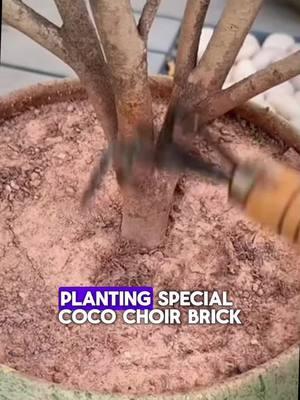 🌱 Transform your garden with Coconut Coir Bricks! 🏡 Perfect for plants, herbs, and veggies – eco-friendly, sustainable, and easy to use. 🌿 Just add water, and watch your plants thrive in rich, moisture-retaining soil! 🌾 Grab yours today for a greener tomorrow! 🌍 #GardeningEssentials #EcoFriendly #SustainableLiving #PlantCare #CoconutCoir #GreenThumb #HomeGardening #GrowYourOwn #EarthFriendly #organicsoilmix 