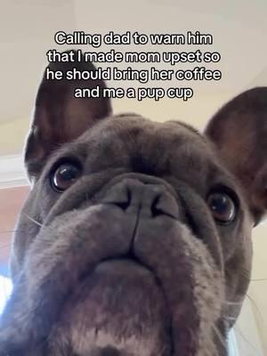 Hurry dad get mom a holiday drink and me a pup cup.. Credit: @Winston🐾  . . . . . . . . . . #frenchieoftheday #frenchiesoftiktoks #frenchiesoftiktok #frenchiepuppylove❤️🐾 #frenchiepuppylove❤️ #frenchiebulldoglovers❤ #frenchiepuppy❤️ #dogsoftiktok #frenchiesoftiktok🐾💕 #frenchiebabyy🥰 #frenchielifestyle🐶❤️🥰 #frenchiebulldoglovers #frenchiepuppy #frenchies 