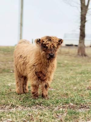 Nellie #millcreekfarmstn #cookevilletennessee #tennessee #foryoupage #fyp #highlandcattle #cowsoftiktok #highlandcow #snowday #calf 