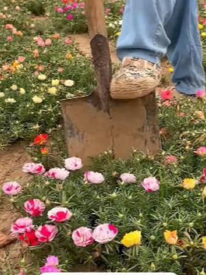 ¡¡ plantar las flores solares que pueden florecer cada año se convertirá en un mar de flores el próximo año! Las flores solares de doble pétalo florecen en todas las estaciones, las semillas se derraman en la tierra, el riego puede germinar y florecer, las flores son hermosas y fragantes.   #flowers #fcgarden #balconyplants #tiktokshopblackfriday #gardengoals #timelessbeauty #timelessbeauty  #homeplant 