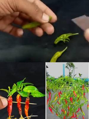 IDEIAS DE JARDIM 🌱🥰#garden #verticalfarming #gardening #soillessagriculture #seedlings #gardenlover #gardenlovers #gardener #fypシ #fypviral #viral #fyp #fy #fypage #gardenideas #gardenideas2025 