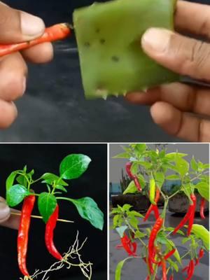 IDEIAS DE JARDIM 🌱🥰#garden #verticalfarming #gardening #soillessagriculture #seedlings #gardenlover #gardenlovers #gardener #fypシ #fypviral #viral #fyp #fy #fypage #gardenideas #gardenideas2025 