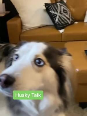 Husky talk! #tiktokhusky #huskylife #funnyhuskyvideo #lunathehusky #talkinghusky #talkingdog #huskysoftiktok #husky #prettyhusky #wolfdog #huskyhowling #huskytalkingback  #huskytalk #talkingdogsoftiktok #wolfdog #bordercollie #gianthusky #souldog #puppiesoftiktok #onthisday 