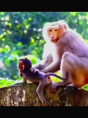 Poor baby #monkeys #babycrying #viral 