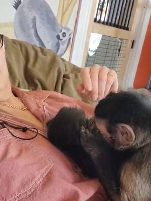 Benji doing a little grooming. #benji #capuchin #Maggie #spidermonkey #fyp #grooming #Love 