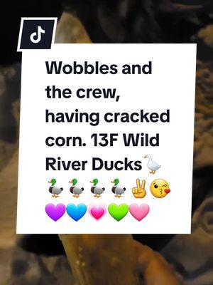 More snow incoming,  6-7" It's currently  #13 #Degrees #AllisWell  #Foryou #Duckville #MomsofTikTok #babiesoftiktok #dadsoftiktok #beauty #wobbles #riverducks #cayuga #pekingduck #peking #mallards #woodducks #clinchriver #riverducks #riverlife #featheredfriends #fypシ  #fyp #foryoupage #foryourpage #Foryou #fypシ゚viral  #viralvideo #thanksforwatching #cracked #corn #protein #ducks #duck #enjoylife #Love #kindness #compassion #AppalachianMountains #blueridgemountains #clinchmountain area #bigwalkermountain  #iloveanimals #viral 