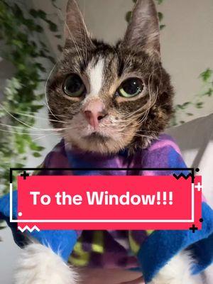 To the window!!! #ysera #yseratok #kitten #cute #specialcat #catsoftiktok #kitty #goodmorningysera #catsofinstagram #catsoffacebook #ndd #neurodegenerativedisease #yserasarmy 