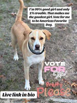 Goodest girl! Can I get your vote? With your help I went from 5th to 3rd. Please help a good girl out ❤️ #americasfavoritedog #americas #favorite #dog #vote #missdaisy #dogsoftiktok #petthatdog #labsoftiktok #teamwork #fyp 