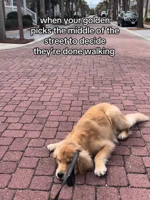 nothing stronger than a stubborn golden… #goldenretriever #goldenretrieverlife #dogtok #dogsoftiktok #goldenretrieverpuppy #dogmom #teenagedog #cutegoldenretriever #florida #rosemarybeach #30a 