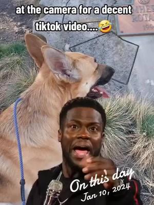 super fun times I tell ya!🤣  #onthisday #memories #1yearago #lookatme #kevinhart #fridayfunny #germanshepherd #gsdoftiktok #dogsoftiktok #dogtok #fyp #camerashy 