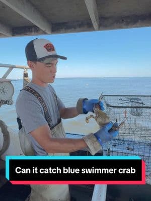 CAN IT CATCH?! Blue Swimmer Crab #bodkinpointseafood #fvsoutherngirl #youaintnocrabber #Maryland #crabbing #chesapeakebay #seafood #SmallBusiness #commercialfishing #crabber #DIY #crab #crabfishing #buylocal #maintenance #canitcatch #crabbingseason #bluecrabs #tipsandtricks #interesting #didyouknow #learn #education #boat