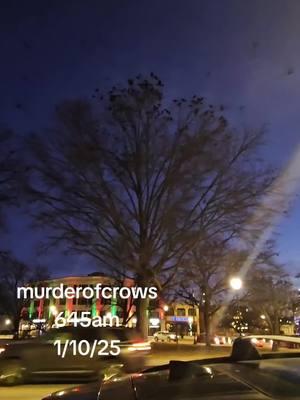 #murder #crows #early moring #cold #winter #glensfalls #5000 #crowsoftiktok #upstateny #murderofcrows #crow 