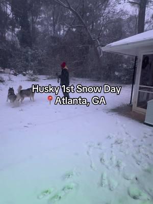 We have a big day ahead lol #AtlantaSnowDay #ATLWeather #SnowInAtlanta #SouthernSnow #WinterInTheSouth #ATLFreeze #SnowyATL #GeorgiaSnow #SiberianHusky #HuskyLife #HuskyLove #HuskyVibes #HuskyAdventures #HuskyWorld #SassyHusky #HuskyOfInstagram #HuskyGram #FluffyHusky #HuskyHowls #HuskyEyes #HuskyPuppy #HuskyNation #HuskyLovers #HuskyLifeStyle #HuskyFamily #MajesticHusky #HuskyPower #SnowDogVibes