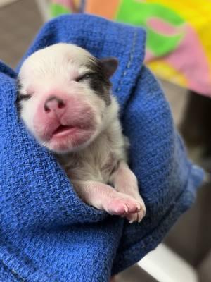 C-section puppies 😍 #vettechsoftiktok #vettech #vetmed #veterinarytechnician #veterinarytiktok #vettechlife #vettechtok 