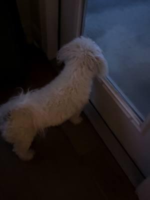 Lots of snow last night. Hazel was growling at it before she went out. #arkansas #snow #bichons 