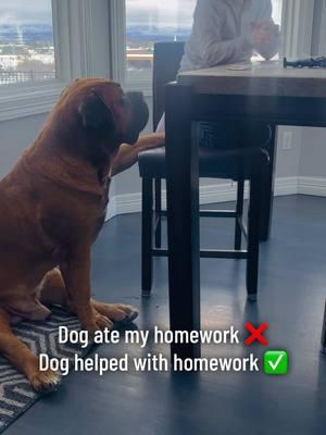 Nanny dog duties  . . #boerboel #boerboelsoftiktok #maximusandmorpheus #dog #dogsoftiktok #dogsofttiktok #protector #dogvideos #dogsoftiktokviral #dogreels #dogcontent #doglover #doglovers #dogtok #bigdogsrule #bigdogsoftiktok #bigdoglove #mastiff #viral #viraldogs #kidsanddogs #dogloversoftiktok #gooddog #wellbehaved #postedup #bodyguard #nannydog #bigdog #homeworkhelper #nannydogs 