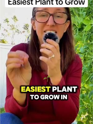 Easy to Grow Plants - peas Peas are one of the easiest plants to grow in winter in Florida—no fertilizer needed and super productive. #wintergarden #FloridaGardening #easyplants #growyourownfood #gardeningforbeginners   ##creatorsearchinsights