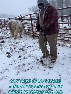 #dearlife #farmtok #foryourpage #fyp #cuteanimals #fyppppppppppppppppppppp #fyp #adorable #cute #shelbysminimooranchllc #fyppppppppppppppppppppp #trending #snowfall #farmlife #snowfall #cows #shelbysminimooranch #cutebaby #minimos #minicows 