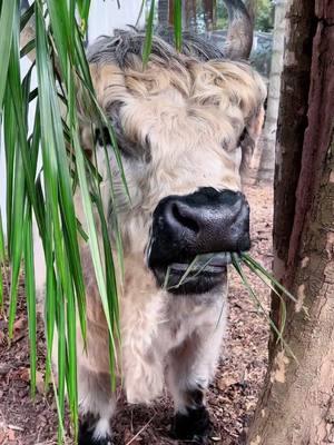 Palm tree branch snacks are the best! #minicow #minicows #cuteanimals #fyp #cow #animallover #cowsoftiktok #bull #highlands #highparkbull #meadows #fluffycow #exoticpets #cattle #hobbyfarm #teefers #fluffycow #farmlife 