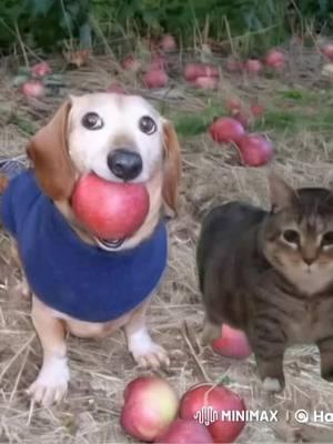 #oiacat #appledog 