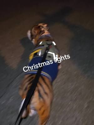 took Batman around the neighborhood to look at Christmas lights #batman #batmangang #dogsofttiktok #southbelt #bullypitbull #southside #Houston #Tx #Scarsdale #mybully #mydog #mypitty 