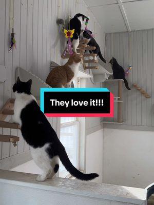 Cat-topia update!!!  They love it!!!  #fluffyfeatherfarm #cattopia #catparadise #cattree #catbed #catplaying #cats #barncat #happycat #catitude  Website: https://fluffyfeatherfarm.com Merchandise: https://fluffyfeatherfarm.square.site