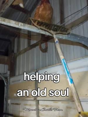 #foryou #lift #help #old #support #fyp #needshelp #hobbyfarm #homestead #mountainhomestead #mountaincastlefarm #memoriesbysheri #attheredbarn #atthebarn #chickens #pets #bedtime 