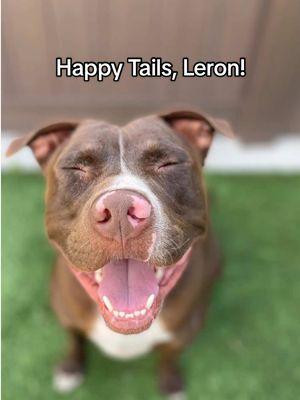 We will always remember you, Leron! After 427 days at the shelter... Leron finally found his forever home. ❤️ #Adopted #adoptdontshop #happytails #shelterdog #rescuedog #pitbullsoftiktok #pitties #pittielove 