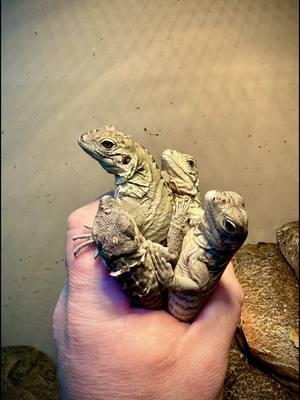 These Babies are CRAZY!! 😳Baby lizards are naturally flighty and these iguanas are no exception.  #babyanimals #iguanas #gardenstatetortoise #cyclura #rhinoiguana #wildlifeplanet #reptiles #gardenstatetortoise #otistheturtle #fyp #animals #naturevibes 