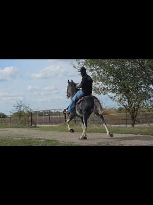 DayDreamer cruising.... #horsebackriding #horsesoftiktok #gaitedhorses #rackinghorse #stud 