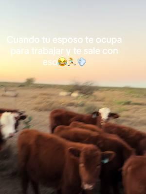 #borrador #draftpost #draftvideo #humor #oinomas #becerros #everythingiscontent #rancho #paratii #fyp #fy 