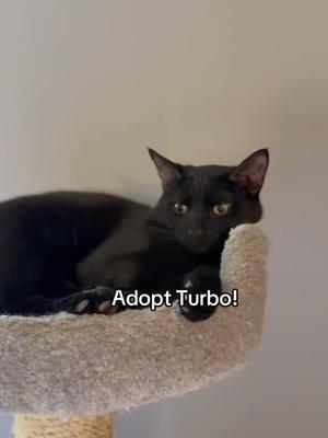 Turbo is still looking for his furever home! His ideal home would be one with one or more other young cats. He loves playing with all his foster brothers! His fur is seriously like velvet so soft! He loves to cuddle up at the end of the day and just sits on your lap and purrs! He’s really purrfection and he needs a home to call his own! I can’t foster more kitties till this guy finds his people, there are so many out there who need me! If you are considering a new edition please consider Turbo!  Apply for him via our website.www.PuppyKittyNYC.org! If you are approved and adopt you might even get the chance the meet @figaroandhisfriends and @legendalegendarycat two famous PKNYC alum!  #blackcat #blackcats #blackcatsofinstagram #blackcatsrule #blackcatsruletheworld #weloveblackcats 