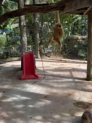 "Just another day of being too extra. 😂 #GoofyVibes" #GoofyGibbon #GibbonFunnies #MonkeyBusiness #SillyVibes #LaughWithMe #JustBeingExtra #sassy #GibbonGames #foryourpage #throwback #baby #zwfmiami#kasemi #tourguide