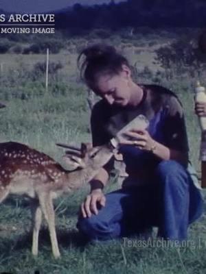 🦌CUTENESS ALERT🦌 A 1974 home movie shows the Burwells visiting J.D. Cox Farm in Necessity, Texas. Bottle-feeding Bambi, like one does. #texas #archives #film #homemovie #homevideo #digitization #preservation #nonprofit