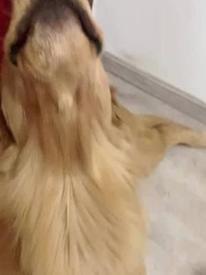 #dog #dogcute #doglover #dogfunny #goldenretriever #goldenretrieverpuppy #goldenretrieverlife #goldenretrieversoftiktok #dogsoftiktok #fly 