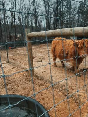 SC ain’t okay!! #scweather #snowinsc #mini #highlandcow #laineywilson #stock #frozen 