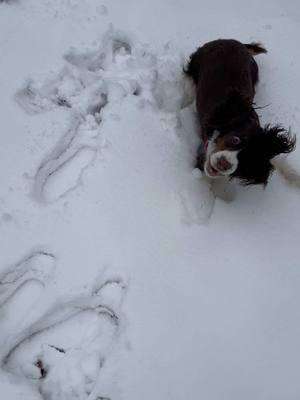 First time seeing snow = first time snow zoomies  #fypシ #dogtok #springerspanielsoftiktok #puppylife #springerspaniel 