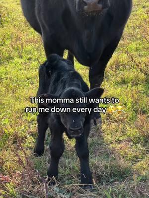 She means business 😤🤧🤣 #606 #kentucky #cowmomma #newcalf #farmlife 