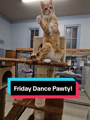 The cats are ready to shake off this week and party all weekend!!! Happy Friday!!! #cats #catsoftiktok #sheltercats #dancepawty #pawty #dancingcats #adoptdontshop #tgif 