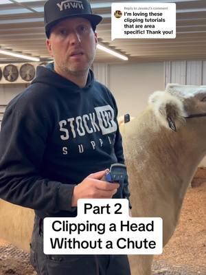 Replying to @JessieJ Part 2 to clipping a head wothout a chute #livestock #livestockshow #cattle #cattleshow #showcattle #ffa #4h #heifer #heifershow #steer #steershow #clippingcattle #showsteer #showheifer 