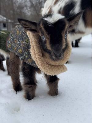 Yes, a goat in a coat is what you needed to see today. @TractorSupply for the coats #goats #dwarfgoats #farmlife #snow #fyp #cute 