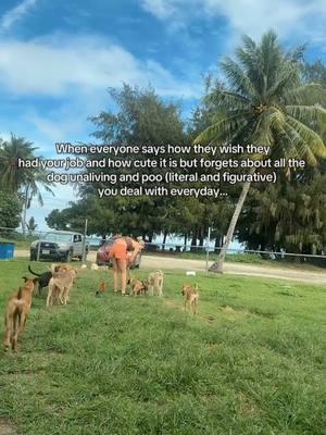 Working in rescue is not for the faint of heart, but how do you say no to these faces? 🙄 #adopt #dogs #beach #saipan #booniebabies 