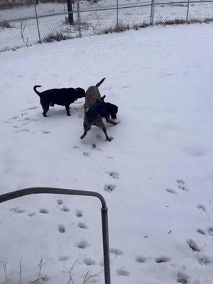 #Splice it’s a snow day! #steampunkferretpresents #dogsoftiktok #snowday #snow #husky #pittbulls #chihuahua #dogsfirstsnowfall 