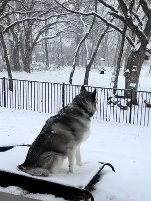 #huskysoftiktok❤️#husky#huskylife#huskylifestyle#foryourpage#huskypuppy#huskylifebestlife#fypシfyp#dogsoftiktoktiktokdogs#fyp#siberianhuskies#siberianhuskiesoftiktok#funnydogs#bestlife#huskysoftiktok🐺#snowstorm#snowdog#snow 