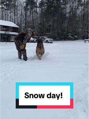 Let’s have a snow day recap! #fyp #foryoupage #doggosoftiktok #boerboel #doglovers #boerboelsoftiktok #mastiff #dog #mastiffsoftiktok #dogsoftiktok #dogs #dogtok #southafricanboerboel #southafricanmastiff #goodboy #play #fun #cute #snow #snowday 