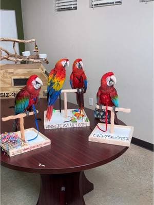 Which macaw species would you pick? 😍❤️Greenwing macaw or scarlet macaw? 🥰 • • • •#scarletmacaw #greenwingmacaw #babymacaw #macawsofinstagram #babymacaws #macawlove #macawparrot #macaws #freeflightmacaw #aviatorharness #birdharness #aramacao #macawtoys 