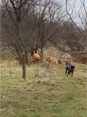 Gus coming in to seal the deal. #hogdog #pigdog #huntingdog #hunting #workingdogs #hoghunting #bayedup #baydogs #caughthog #catchdog #tieduptv 