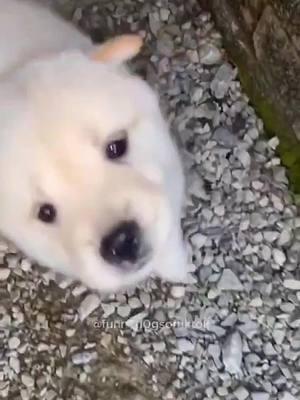 Funny and cute dogs compilation 🤣🐕 #funnydog #funnypet #cutedog #dogsoftiktok #doglover #dog 