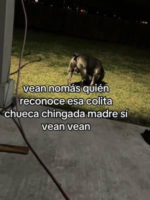 #shari #petnanny #petnannylife #tingadamallee #mishijosde4patass #tingadamalle #tingadamaye #tingadamaye #tingadamaye #tingadamalle #tingadamallee #memeoycago #neguita #neneee #mecago #petnannydogharness #petnann 